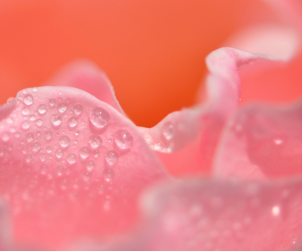 Нежность лепестков обои