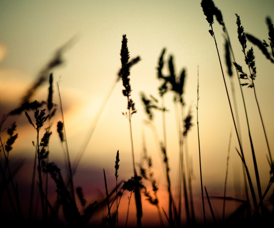 Дыхание природы обои