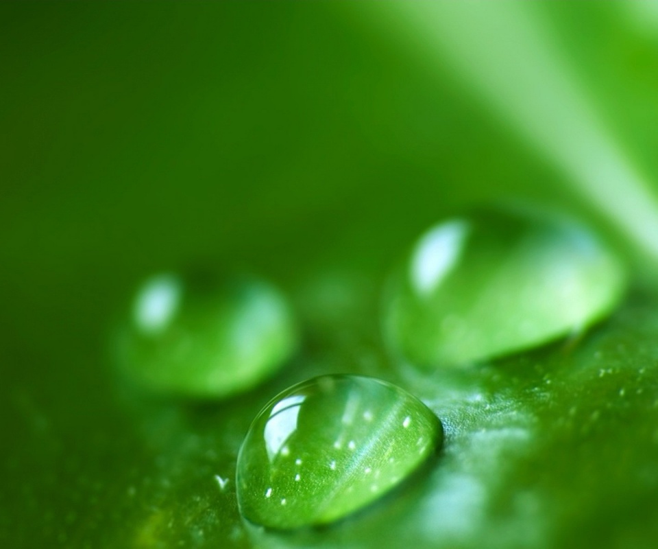 Зеленые капли росы обои