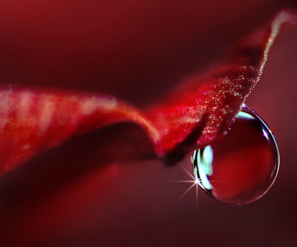 Макро капля на лепестке обои