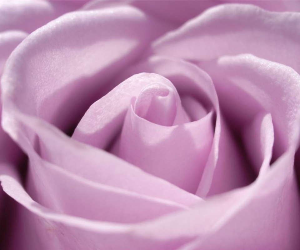 Фиолетовая роза макро обои