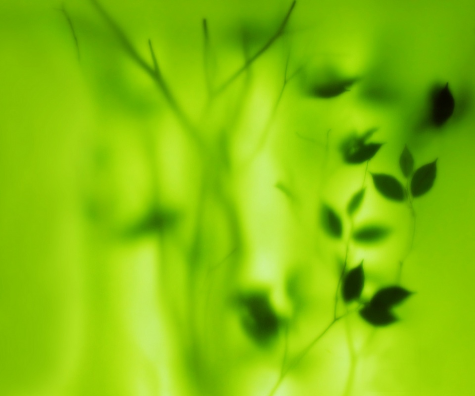 Зелень за стеклом обои