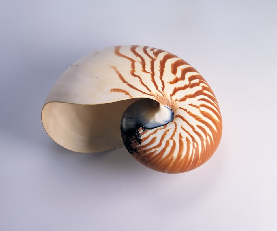 Ракушка в полоску обои