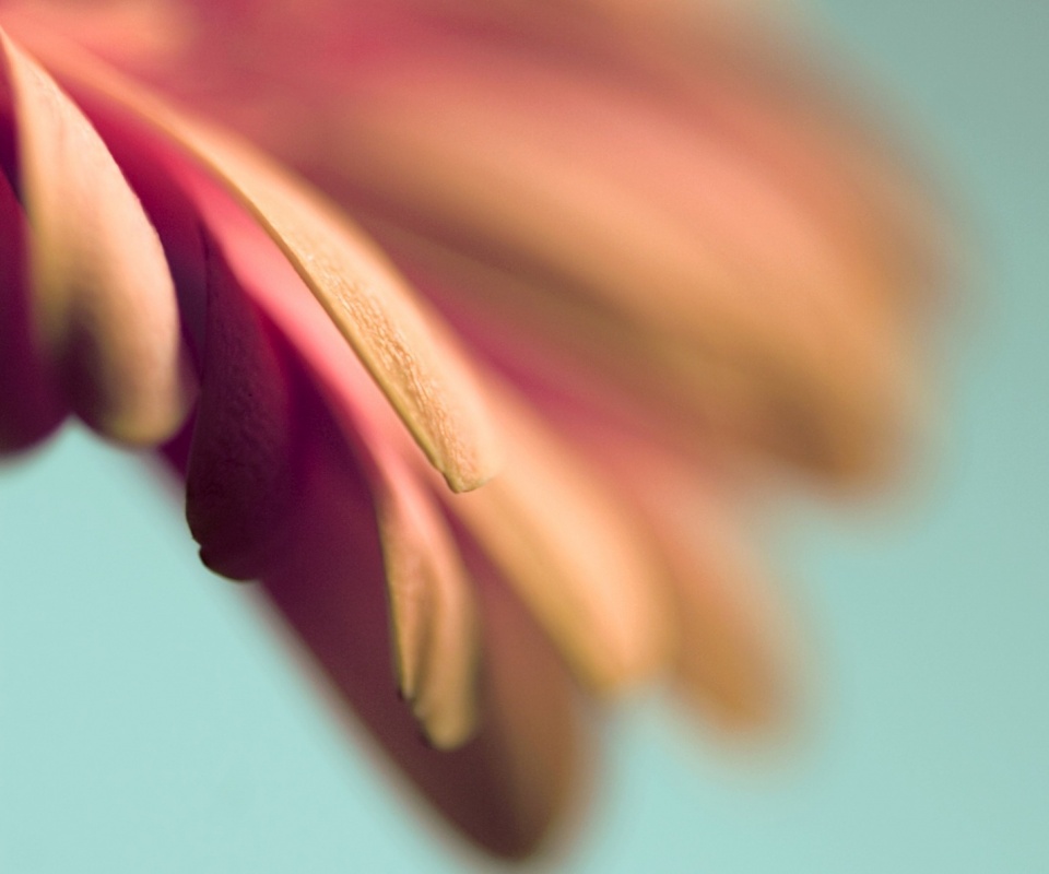 Лепестки цветка в макро обои