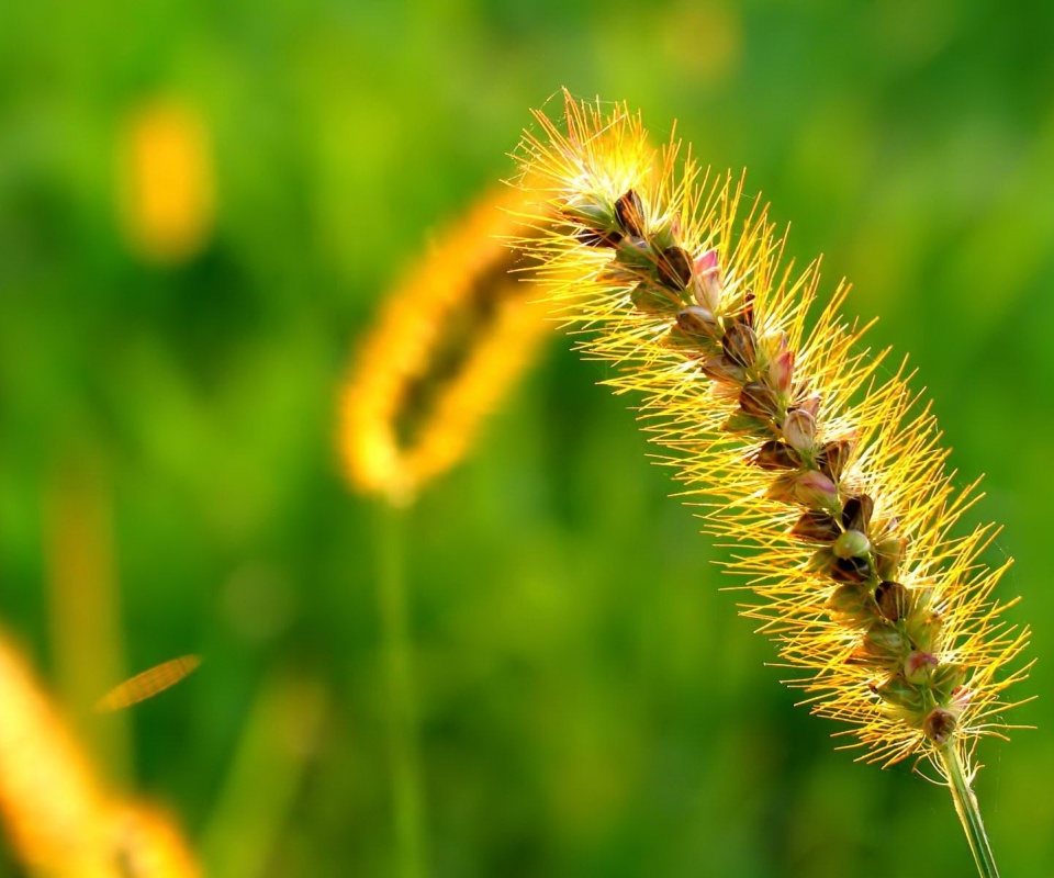 Колосок обои