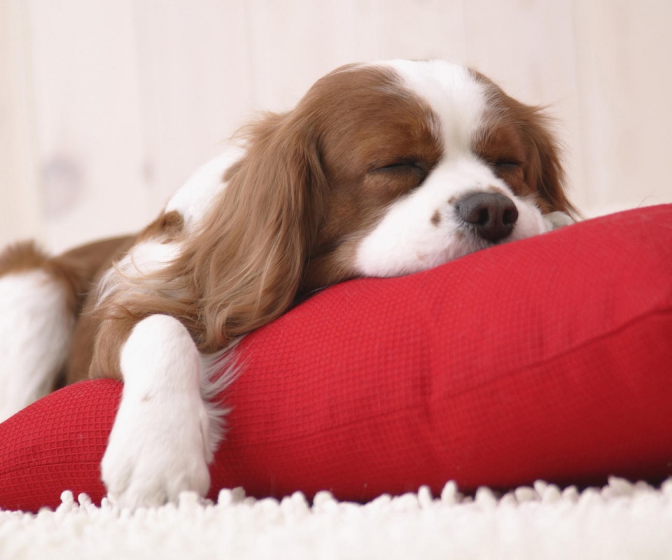 Спящий щенок на красной подушке обои