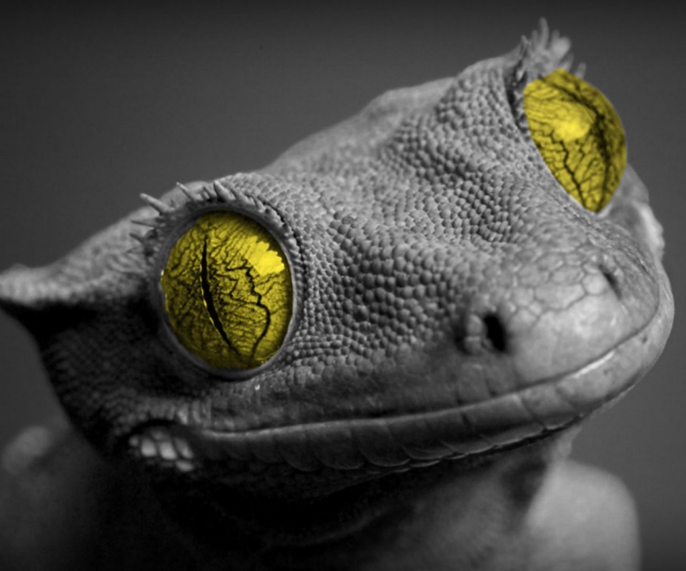 Ящерка обои