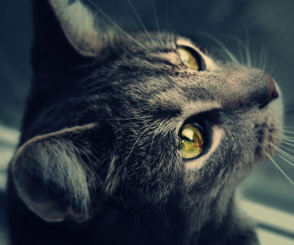 Кот с желтыми глазами обои