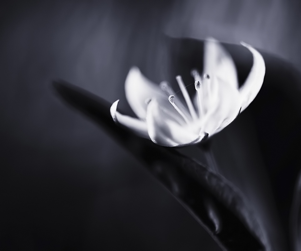 Белый цветок обои