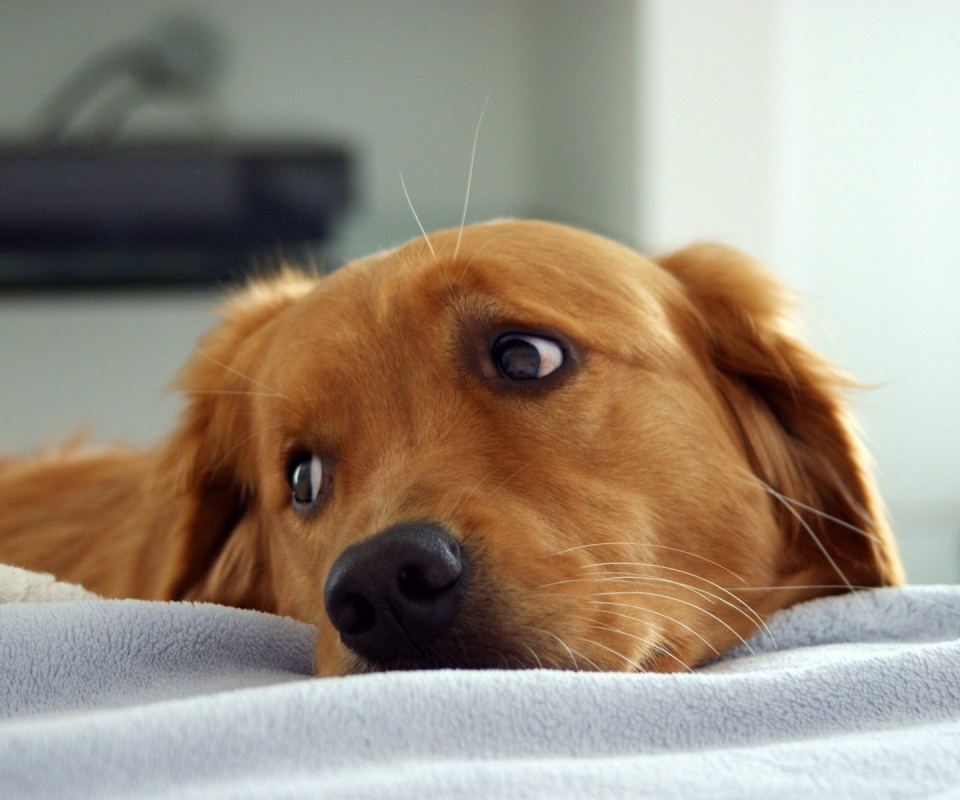 Лабрадор-ретривер обои