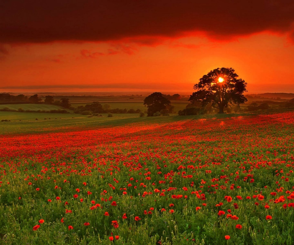 Закат на поле красных цветов обои