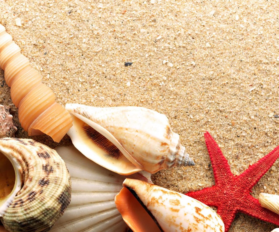 Морские раковины и звезды обои