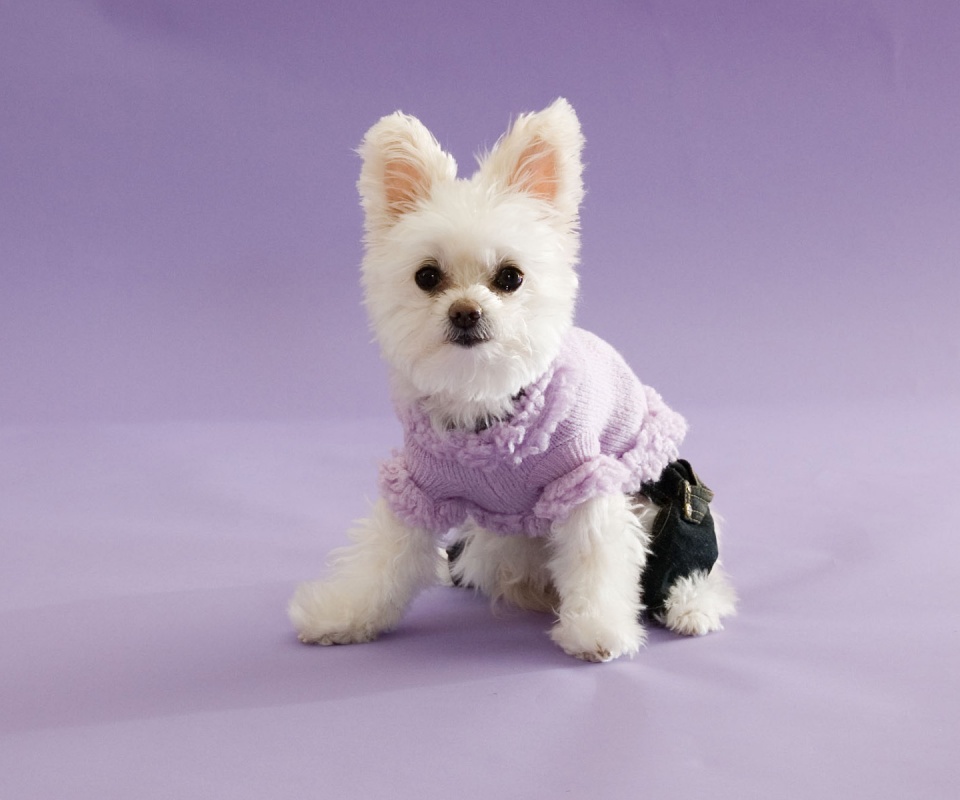 Собачка в свитере обои