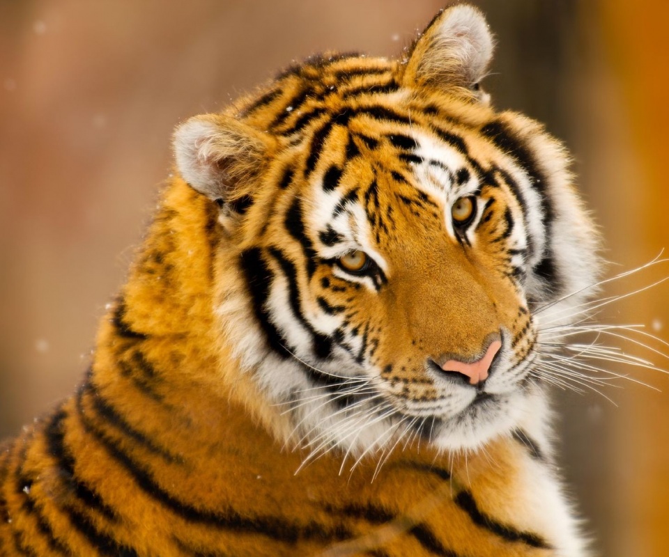 Тигр оборачивается обои