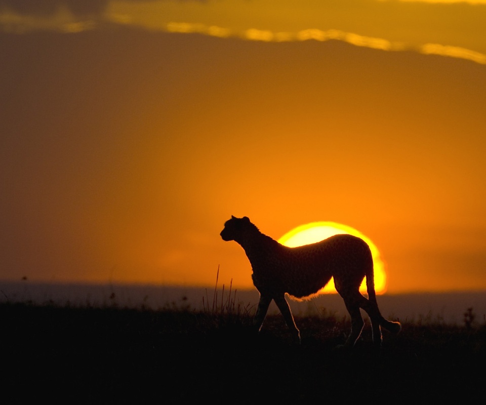 Гепард на закате обои
