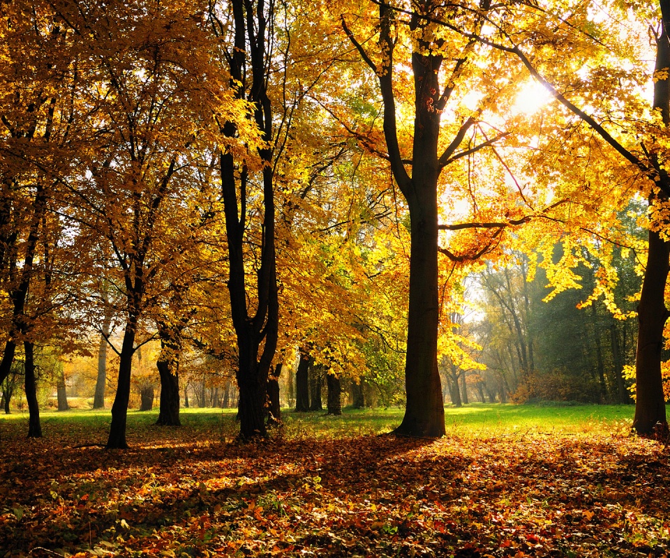 Осенний листопад в парке обои