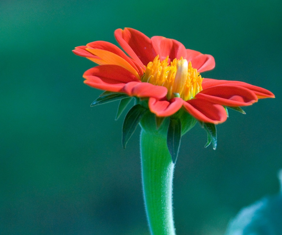 Красивый красный цветок обои