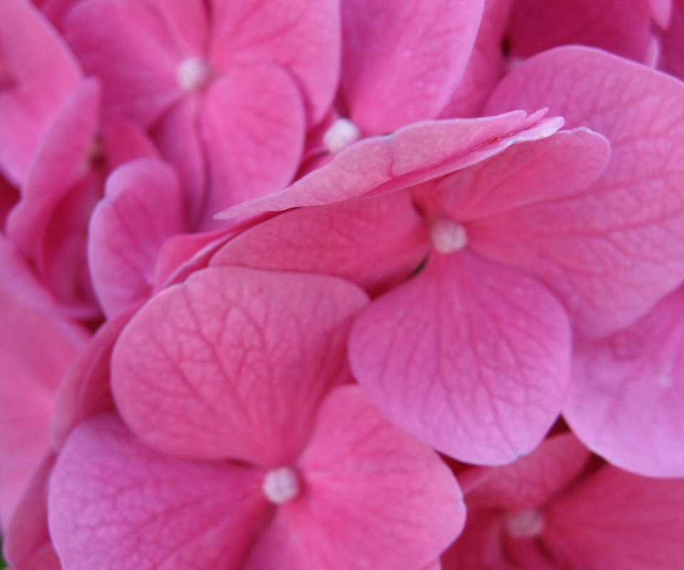 Фиолетовые нежные цветы обои