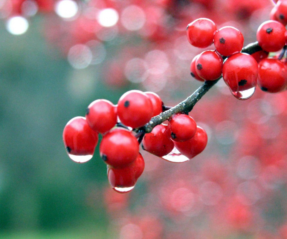 Капли росы на ягодах рябины обои