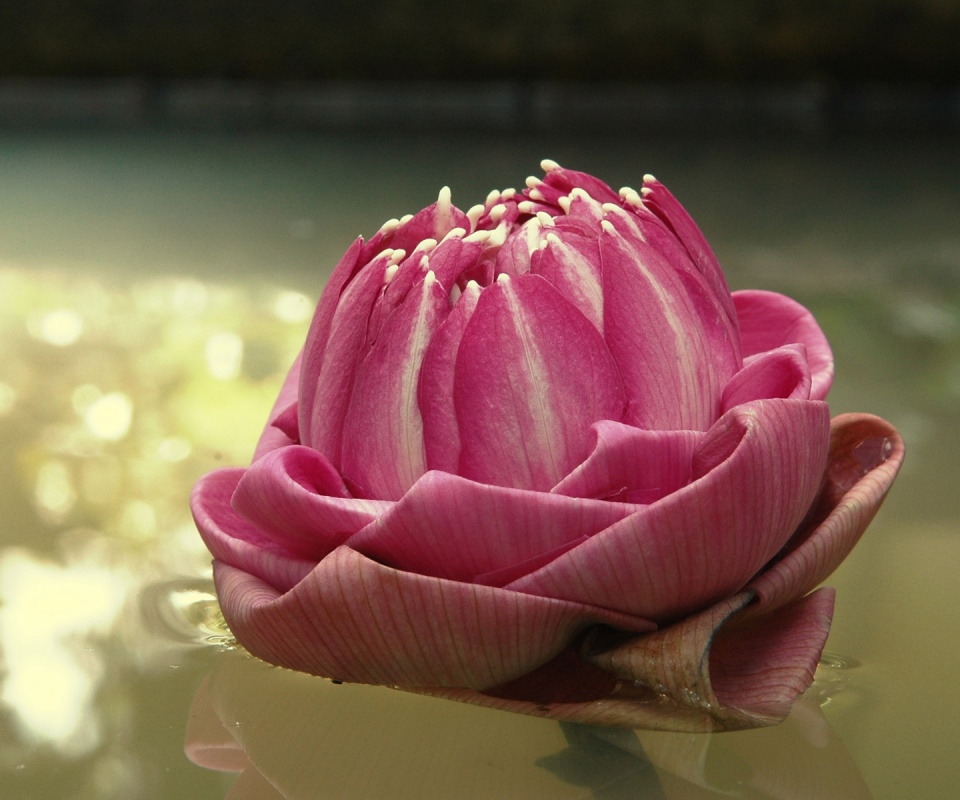 Водяной цветок обои