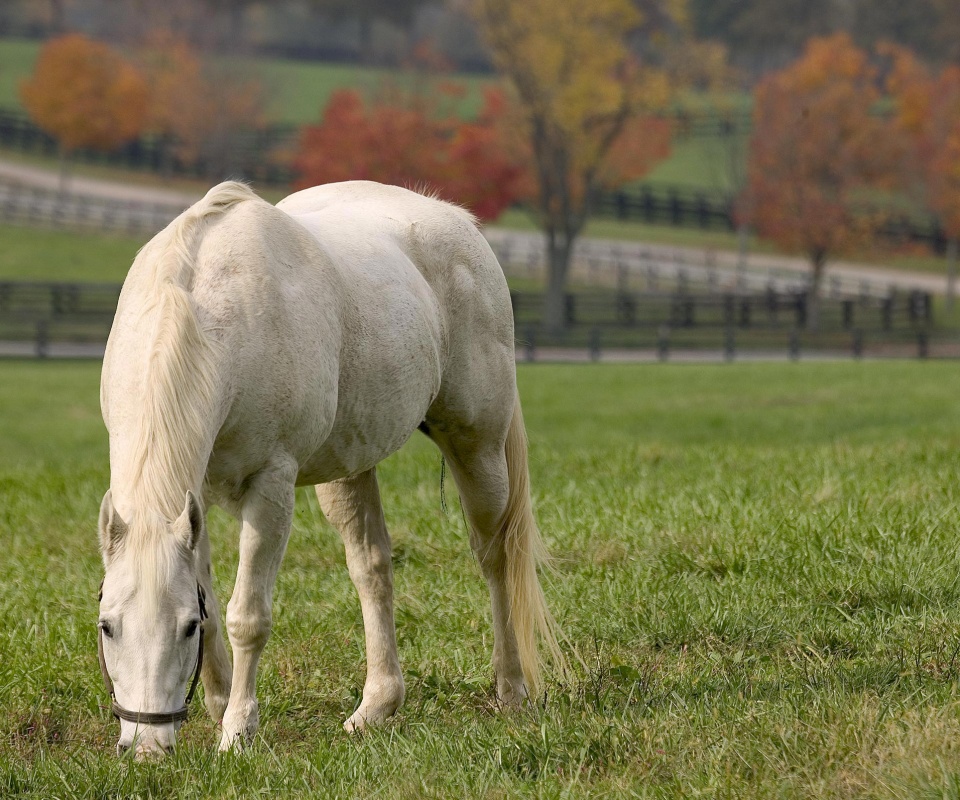 Красивая белая лошадь обои