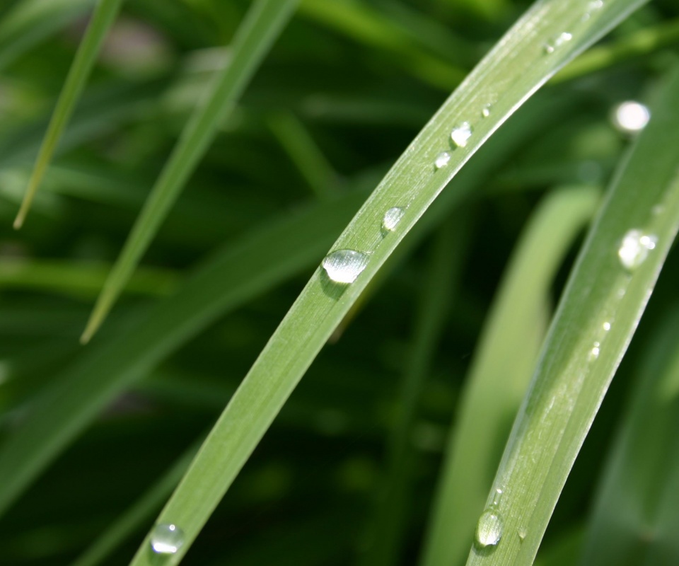 Капли росы на траве обои