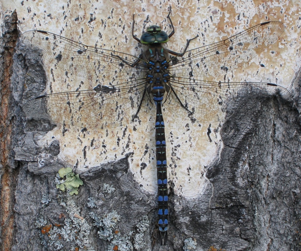 Стрекоза на дереве обои