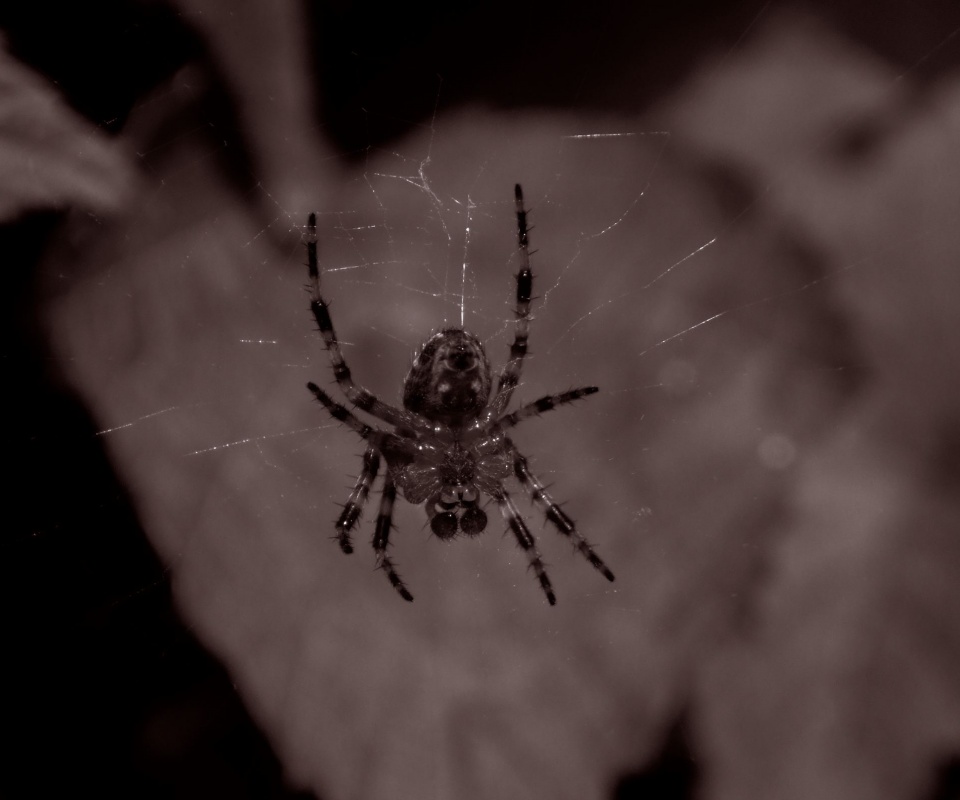 Паук на паутине обои