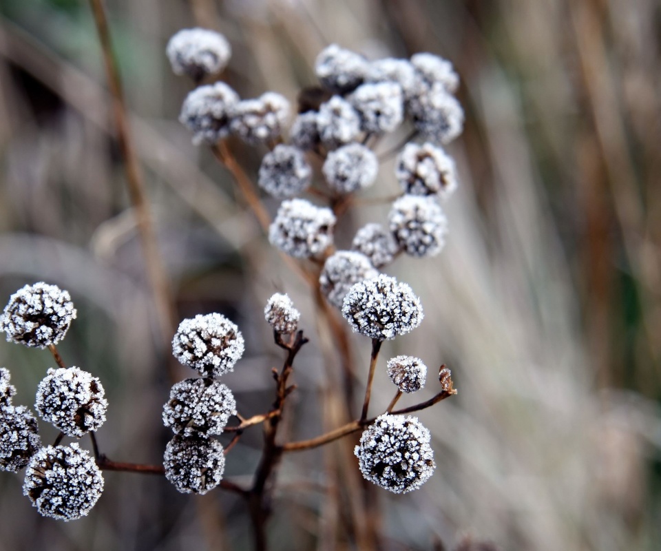 Ледяные цветы обои