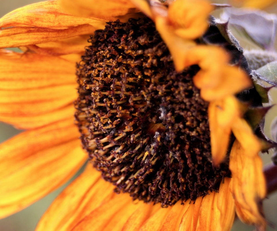 Подсолхну осенью обои