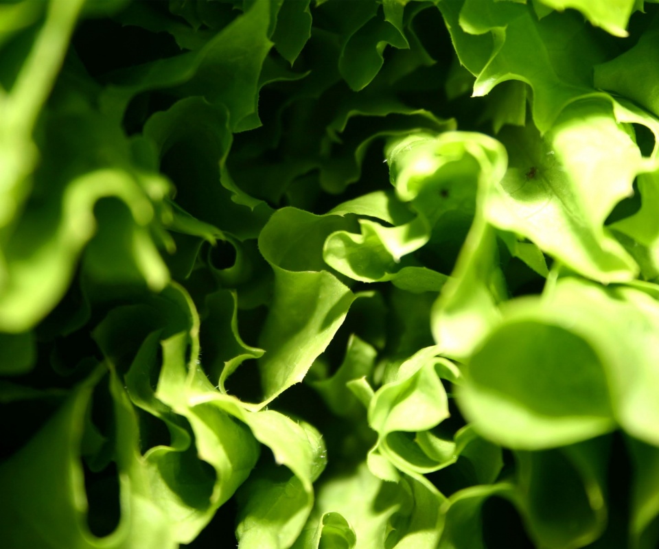 Зеленая листва обои