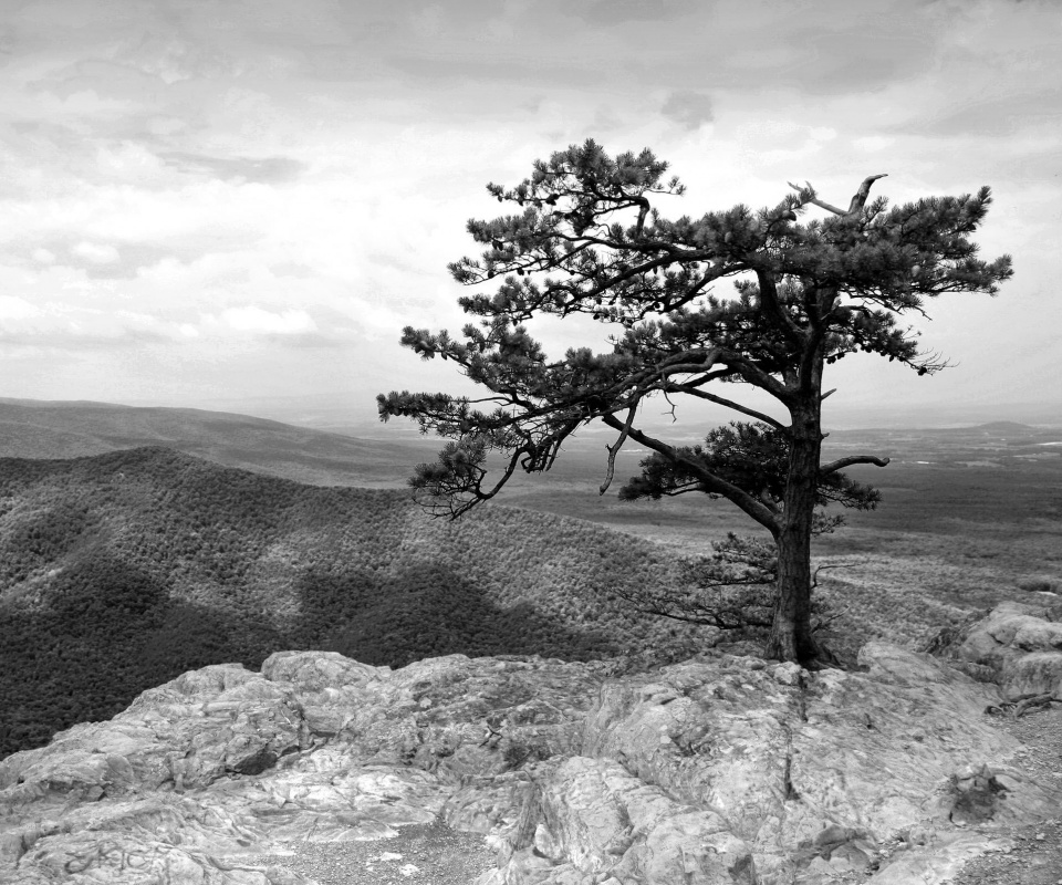 Горное дерево в черно-белых тонах обои