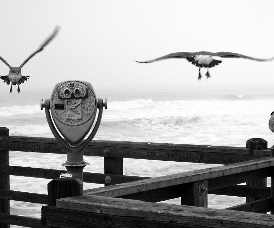 Чайки на перилах пирса обои