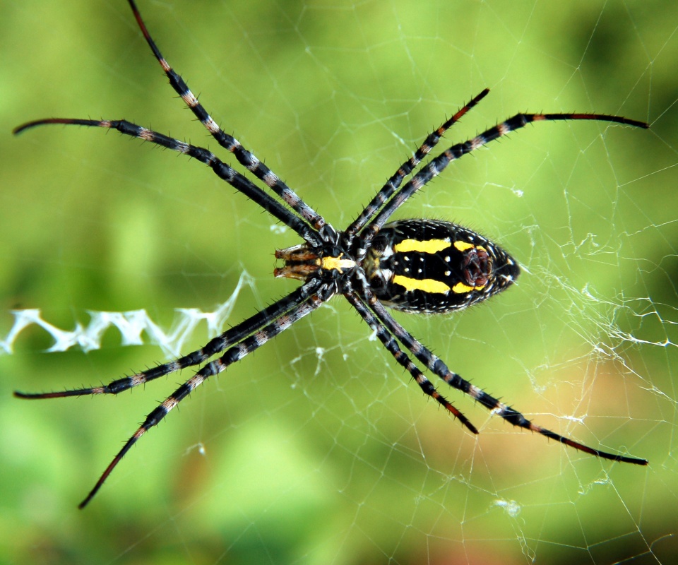 Огромный паук обои
