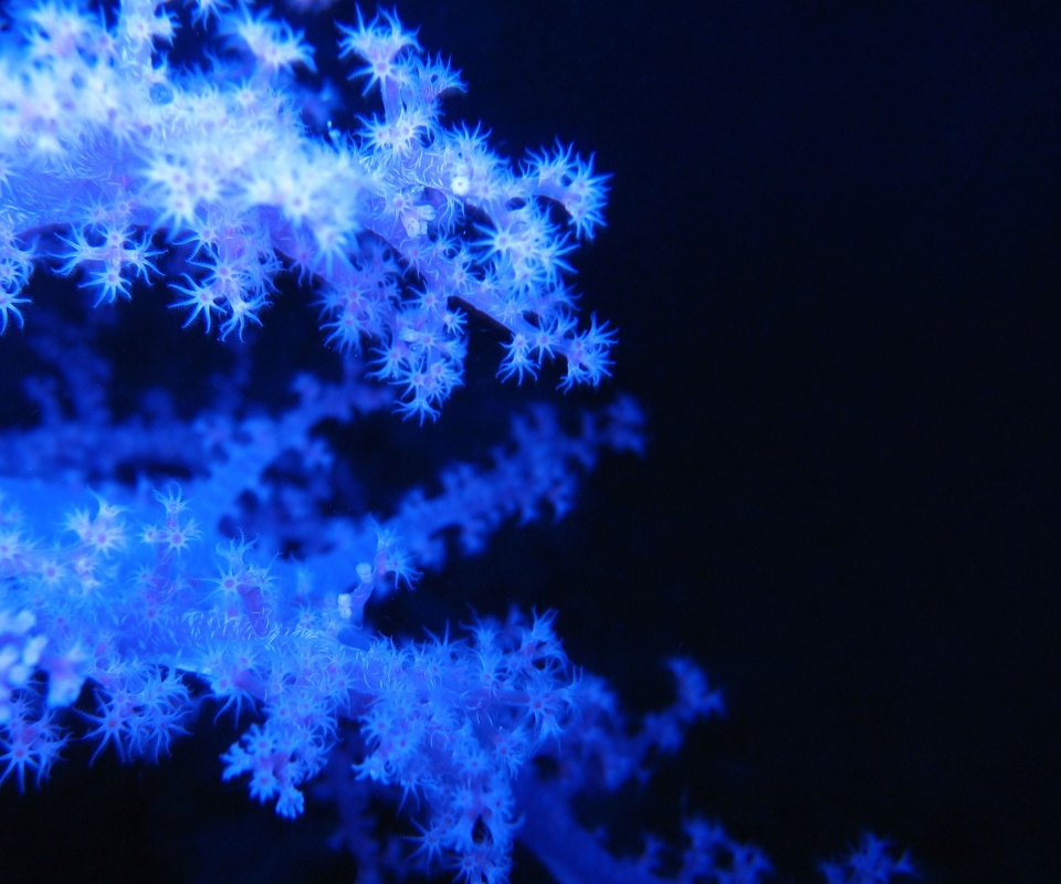 Кораллы обои