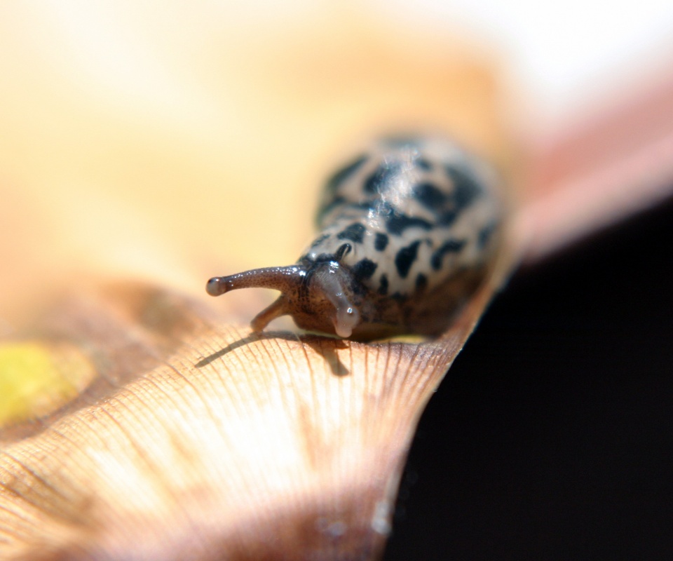 Ползущая улитка обои