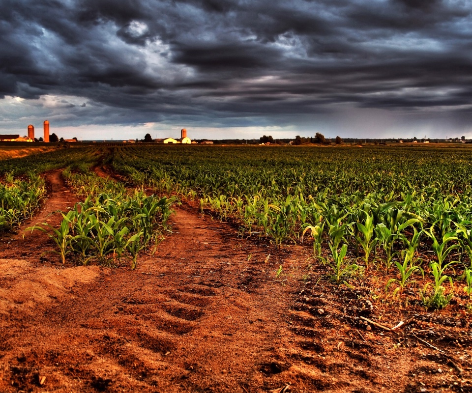 Кукурузное поле у фермы обои