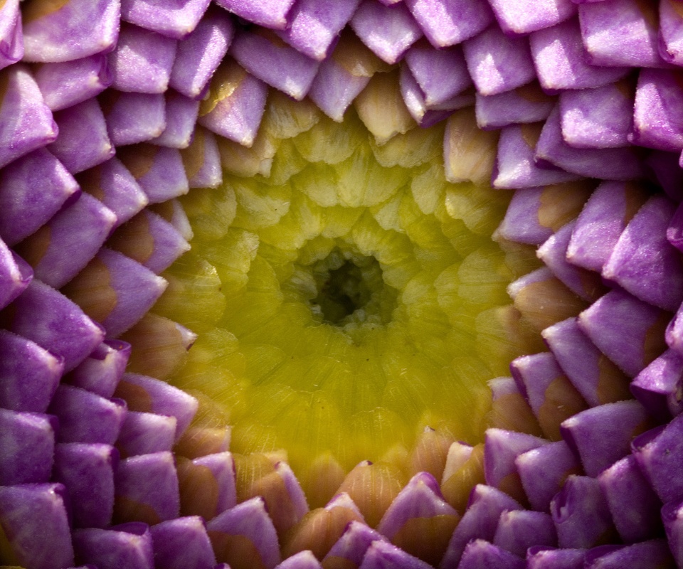 Сердцевина цветка обои