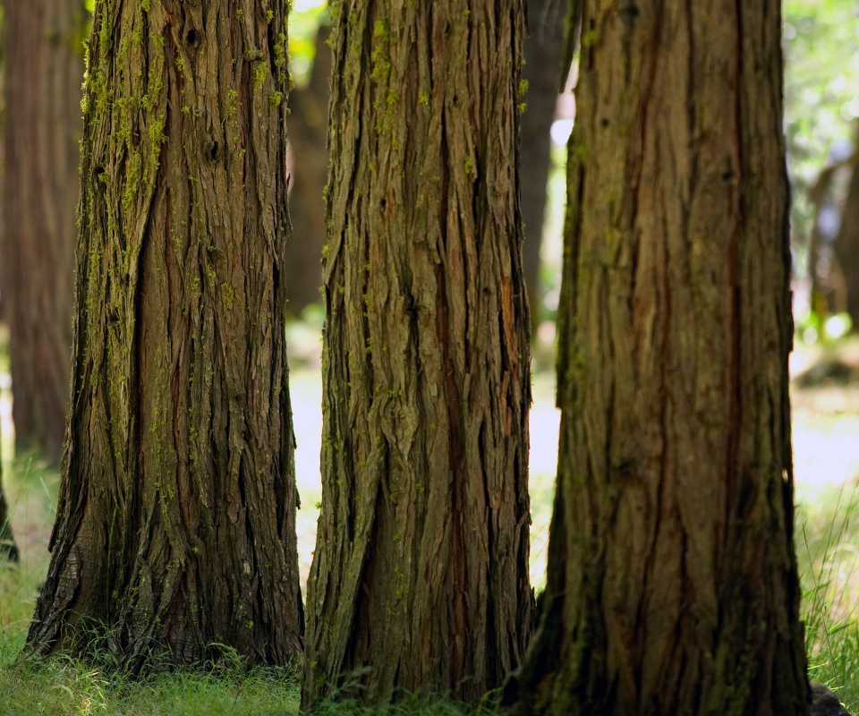 Стволы деревьев  обои