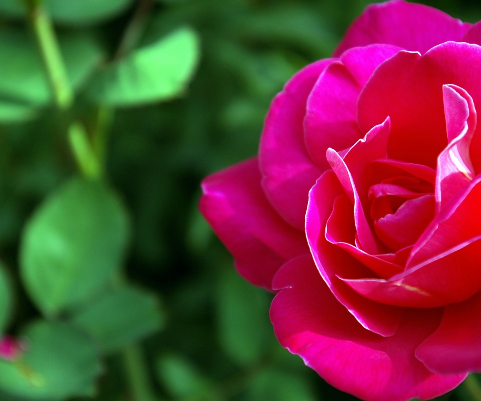 Для тебя обои