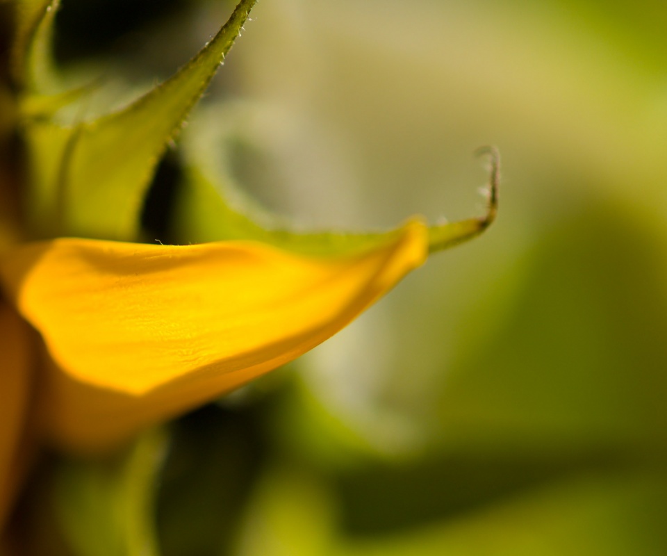 Солнечный цветок обои