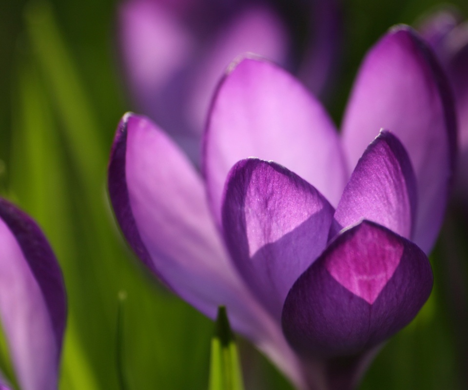 Фиолетовый крокус обои