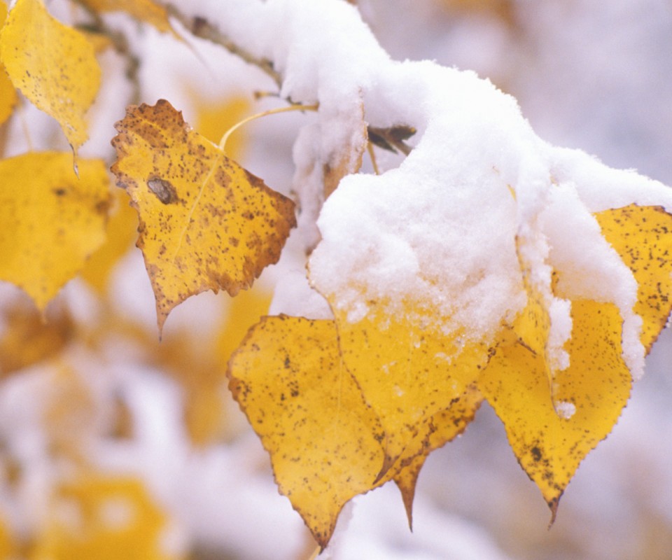 Первый снег обои