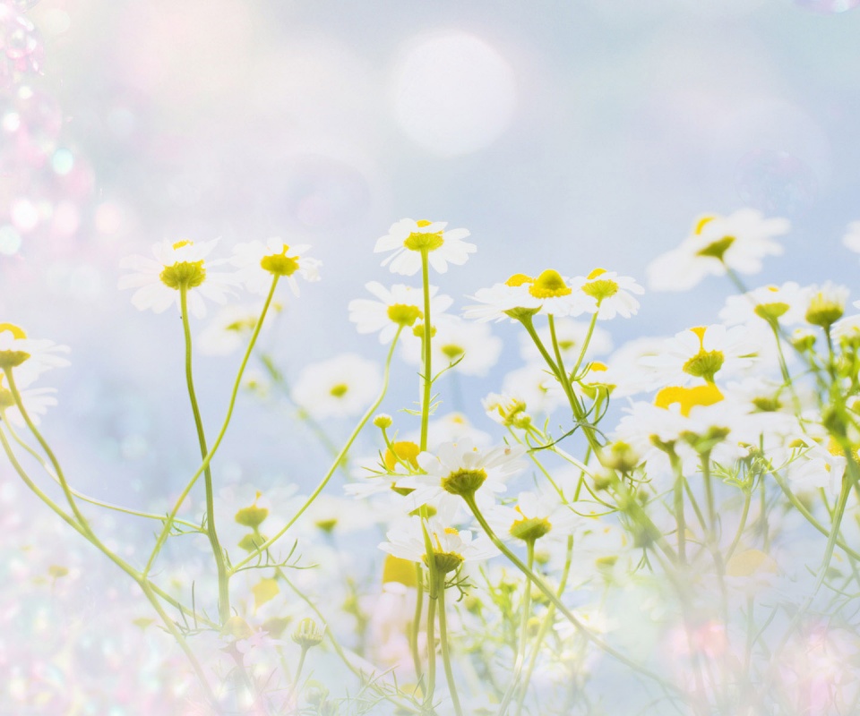 Цветочное лето обои