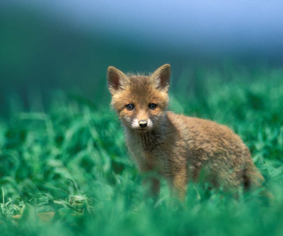 Удивлённый лисёнок обои