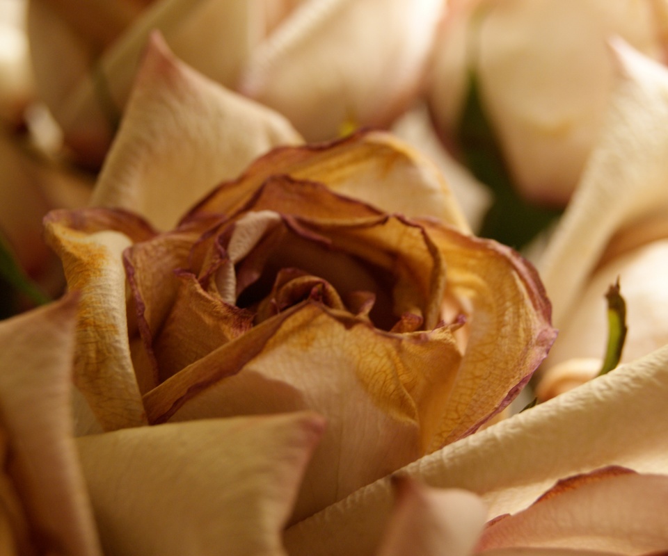 Увядающая роза обои