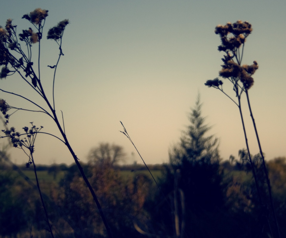 Вечерний луг обои