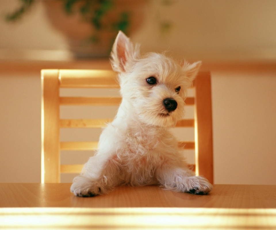 Щенок на стуле обои