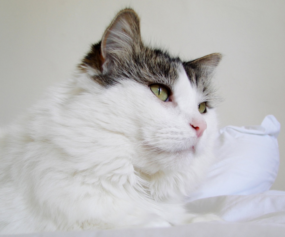 Белый кот с серой макушкой обои