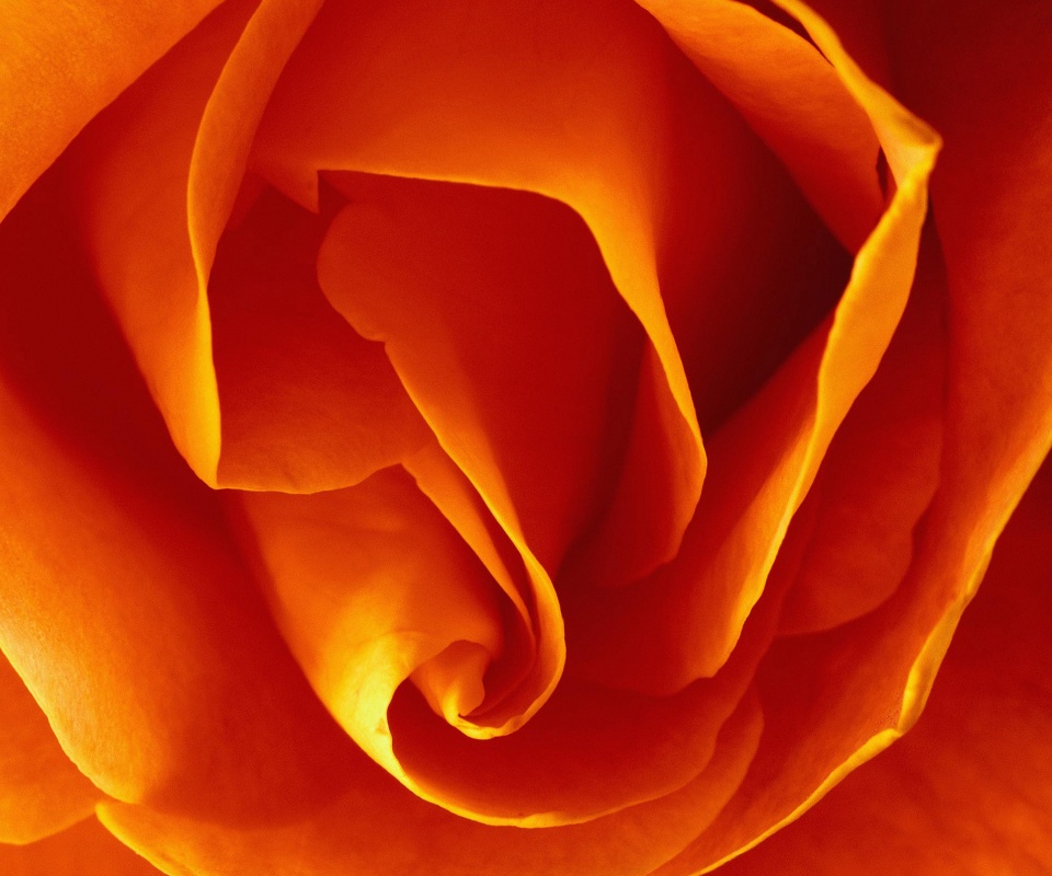 Макро фотка бутона обои